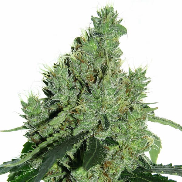 Senmbelek Cookies Seed > French Touch Seeds | Feminized Cannabis   |  Indica